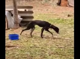 Rescatan a tres perros que vivían en pésimas condiciones en el interior de Corrientes